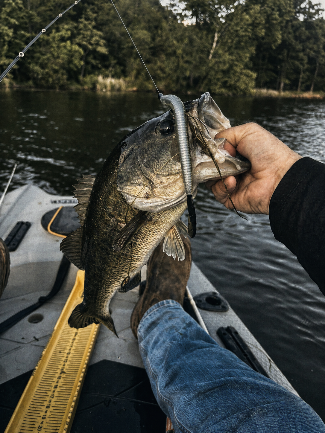 Bass